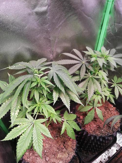 The White Sweet Candy OG One. F025. Week 6