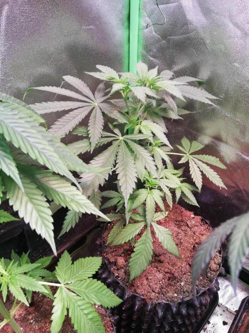The White Sweet Candy OG One. F025. Week 6