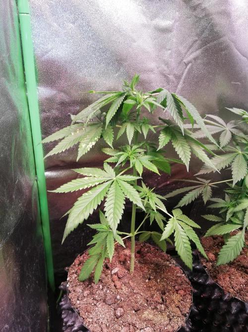 The White Sweet Candy OG One. F025. Week 6