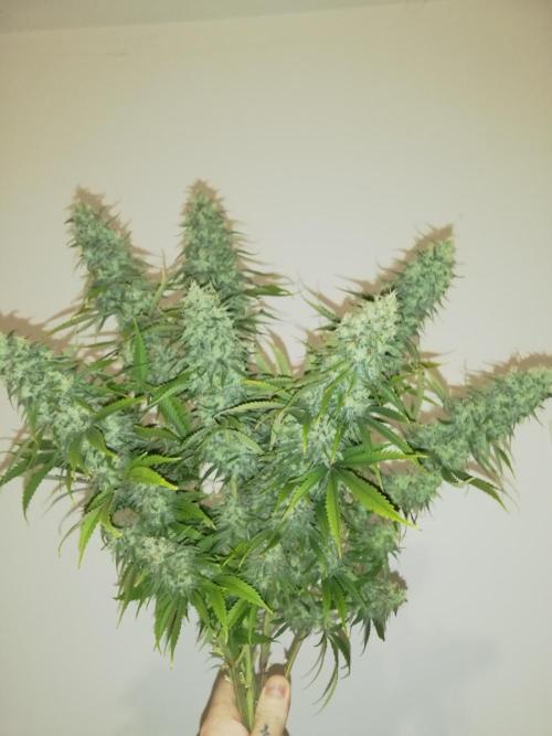 Sticky Broccoli . Week 15