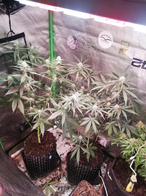 The White Sweet Candy OG One. F025. Week 10