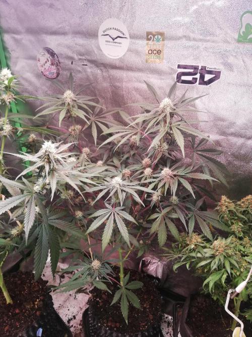 The White Sweet Candy OG One. F025. Week 10