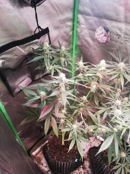 The White Sweet Candy OG One. F025. Week 10