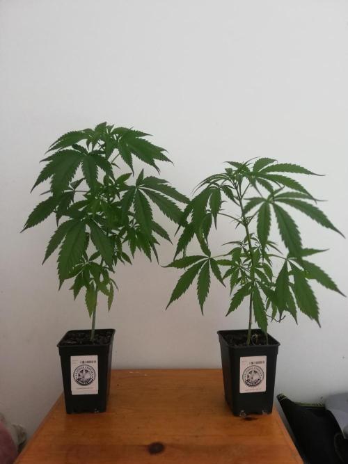 Cheesy Landrace GHSeeds. Week 4