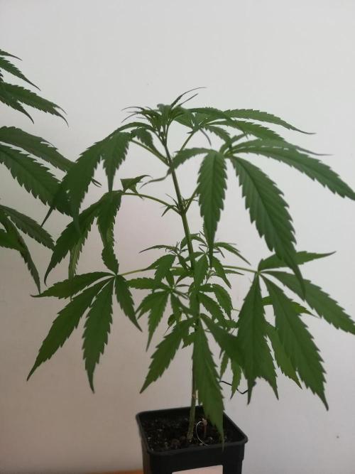 Cheesy Landrace GHSeeds. Week 4