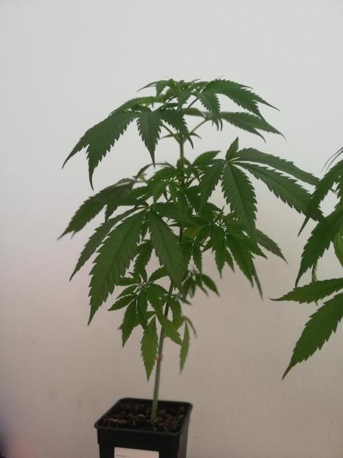 Cheesy Landrace GHSeeds. Week 4