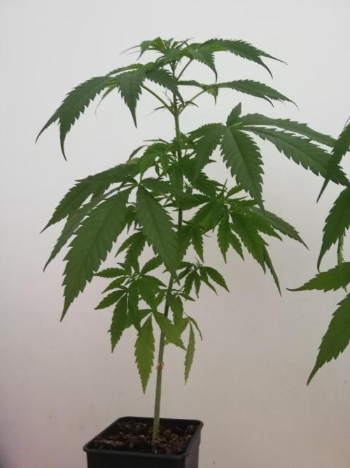 Cheesy Landrace GHSeeds. Week 4