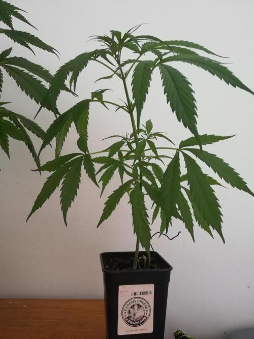 Cheesy Landrace GHSeeds. Week 4