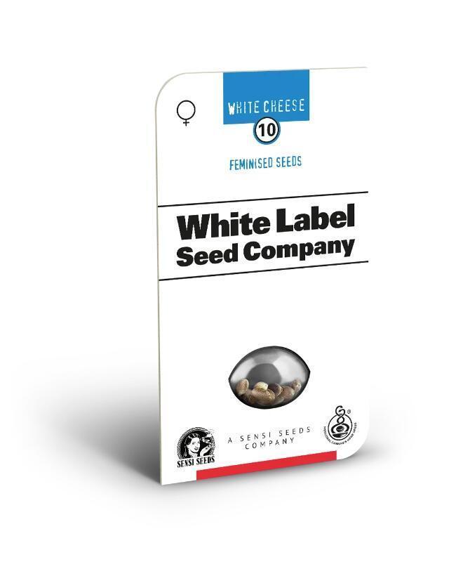 White Cheese.. Sensi seeds. Week 0
