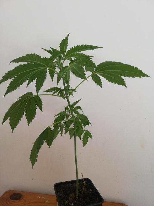 White Cheese.. Sensi seeds. Week 4