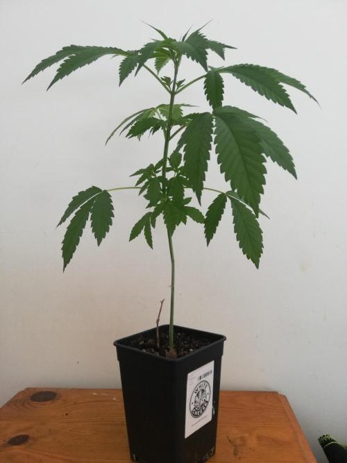 White Cheese.. Sensi seeds. Week 4