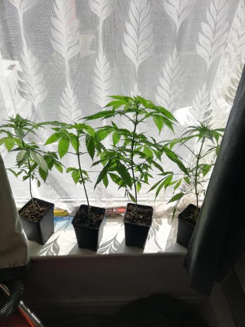 White Cheese.. Sensi seeds. Week 4