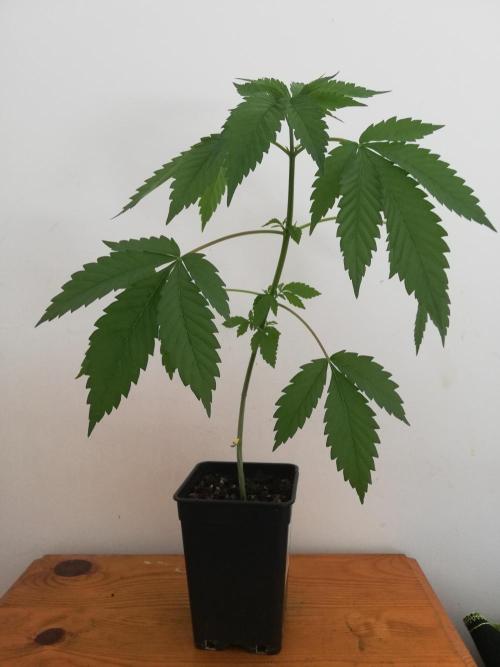 Super Silver Cheese.. WeedSeedShop. Week 4