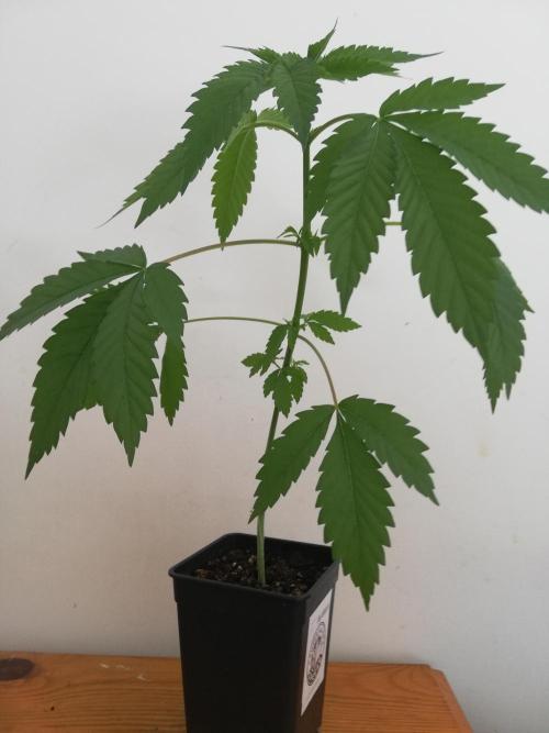 Super Silver Cheese.. WeedSeedShop. Week 4