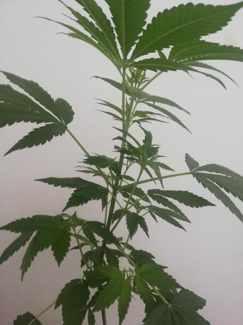 White Cheese.. Sensi seeds. Week 5