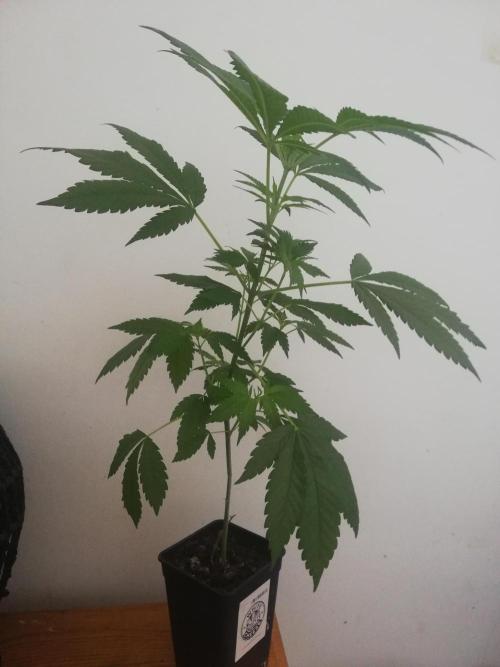 White Cheese.. Sensi seeds. Week 5