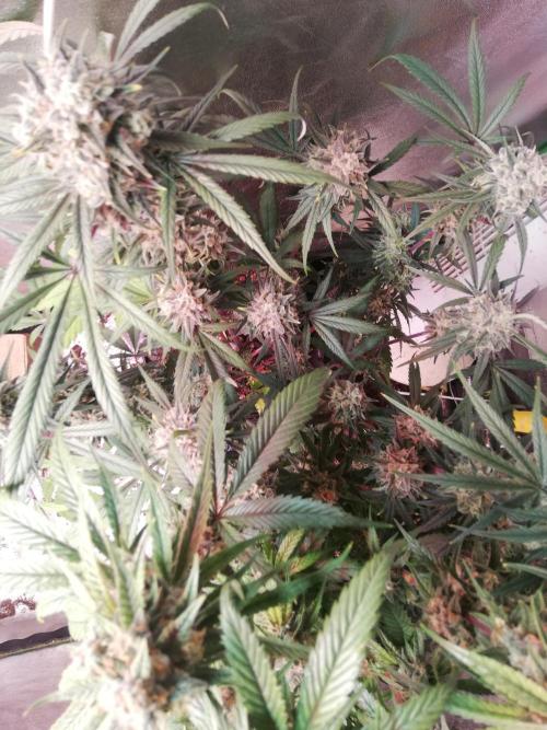 The White Sweet Candy OG One. F025. Week 14