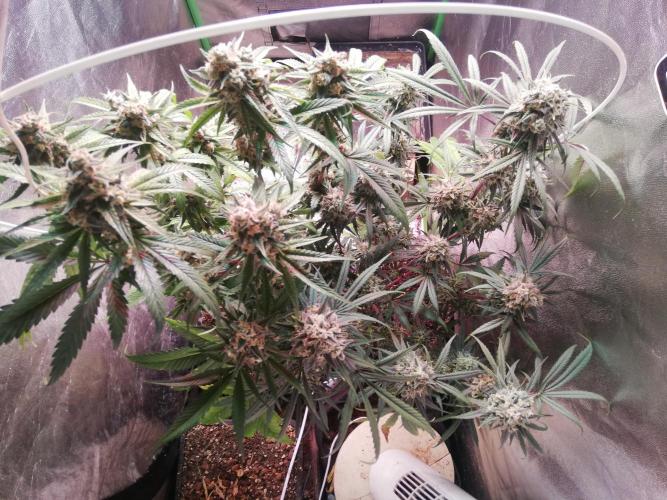 The White Sweet Candy OG One. F025. Week 14