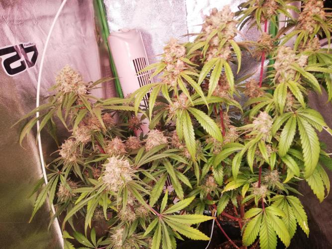 The White Sweet Candy OG One. F025. Week 14