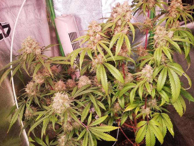 The White Sweet Candy OG One. F025. Week 14