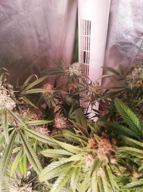 The White Sweet Candy OG One. F025. Week 14