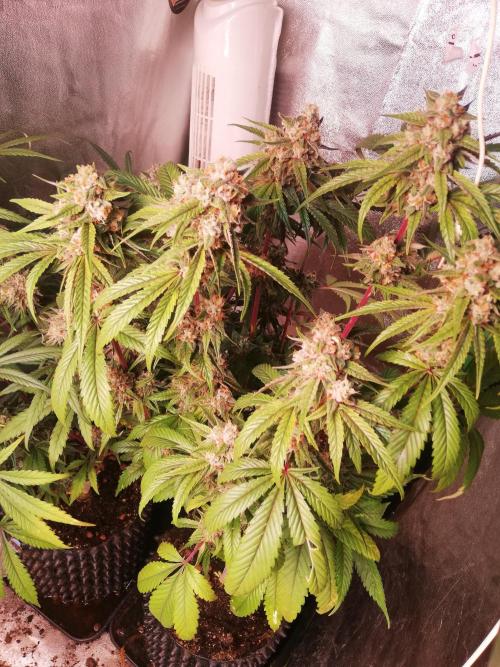 The White Sweet Candy OG One. F025. Week 14
