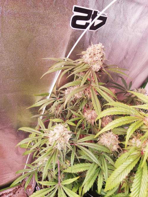 The White Sweet Candy OG One. F025. Week 14