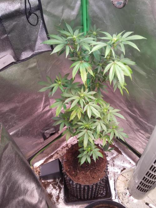 White Cheese.. Sensi seeds. Week 7