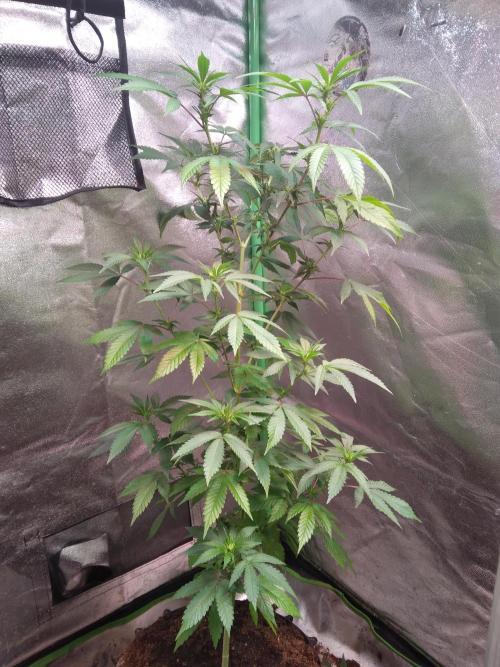White Cheese.. Sensi seeds. Week 7