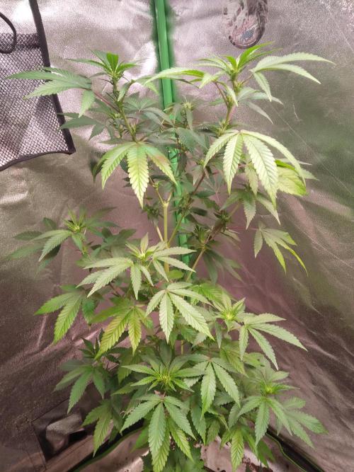 White Cheese.. Sensi seeds. Week 7