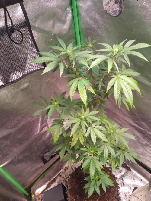 White Cheese.. Sensi seeds. Week 7