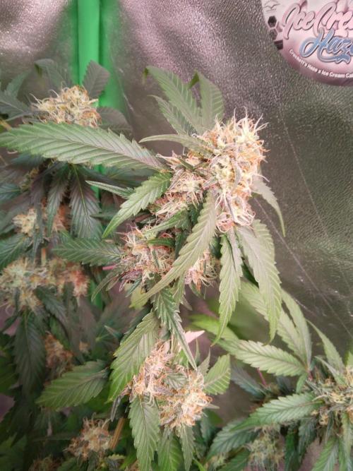 White Cheese.. Sensi seeds. Week 11