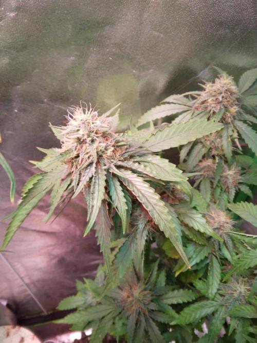 White Cheese.. Sensi seeds. Week 11