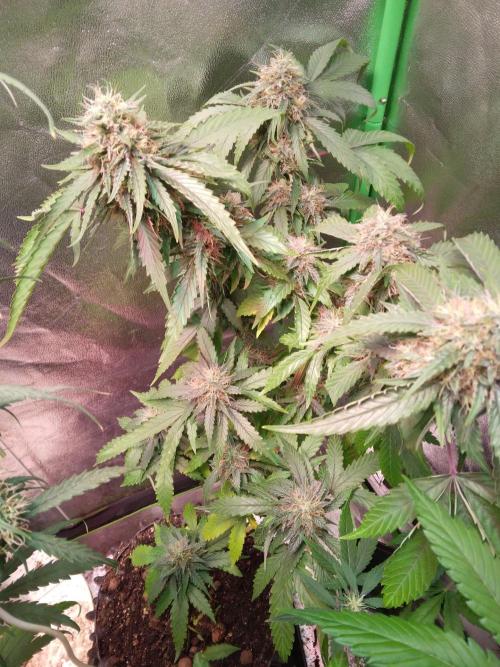 White Cheese.. Sensi seeds. Week 11