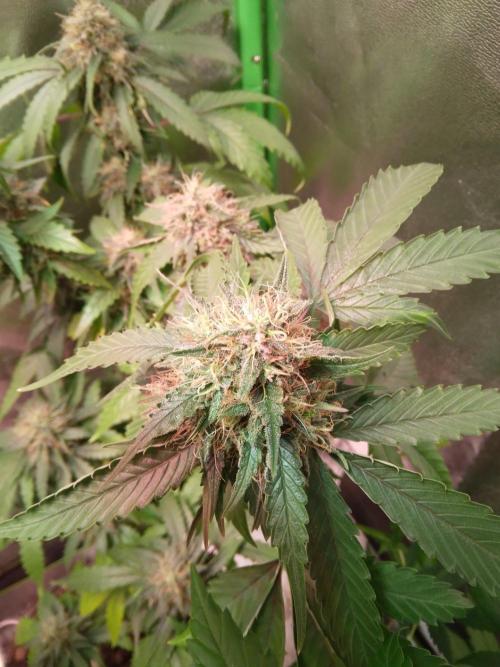 Super Silver Cheese.. WeedSeedShop. Week 11