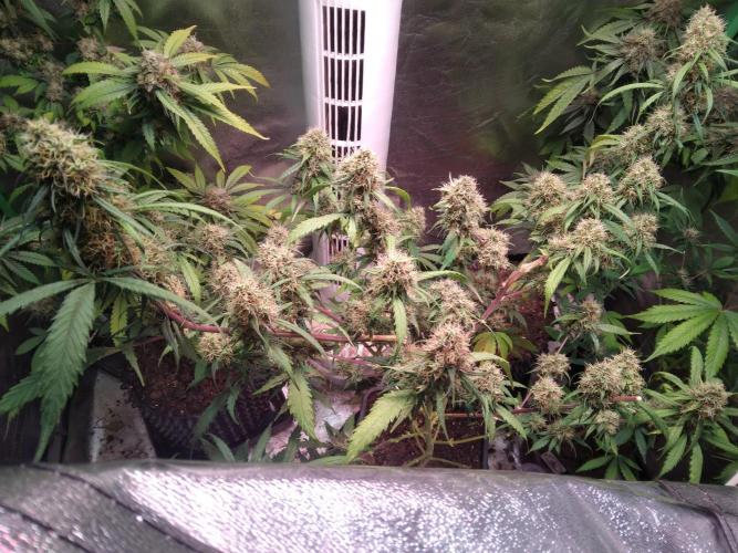 Cheesy Landrace GHSeeds. Week 14