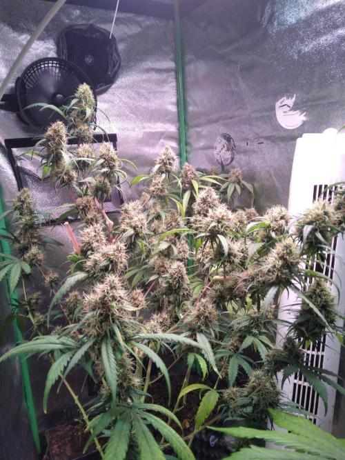 Cheesy Landrace GHSeeds. Week 14