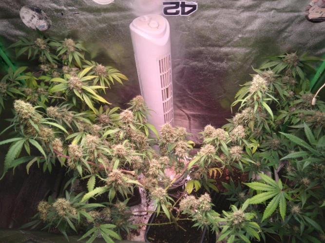 Cheesy Landrace GHSeeds. Week 14