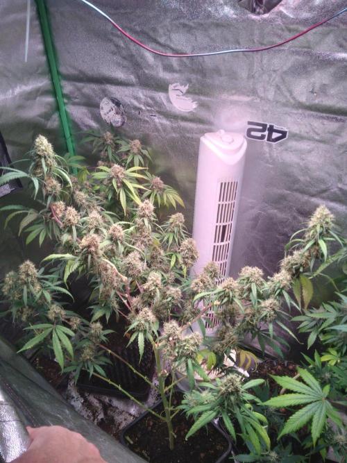 Cheesy Landrace GHSeeds. Week 14