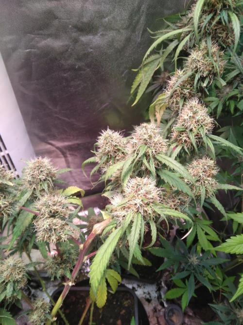Cheesy Landrace GHSeeds. Week 14