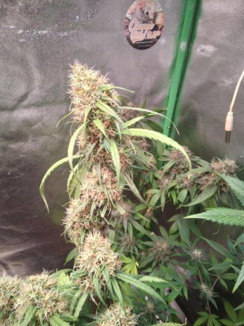 Cheesy Landrace GHSeeds. Week 14