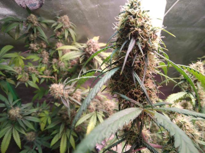 Cheesy Landrace GHSeeds. Week 14