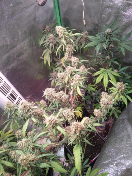 Cheesy Landrace GHSeeds. Week 14