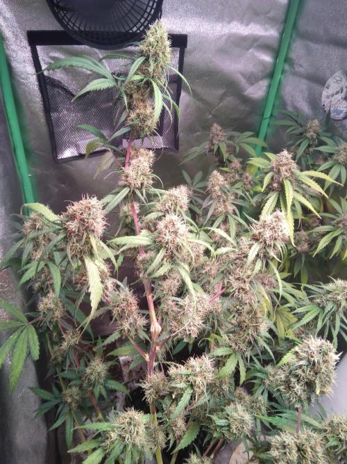 Cheesy Landrace GHSeeds. Week 14