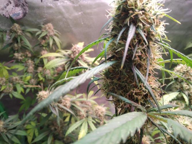 Cheesy Landrace GHSeeds. Week 14