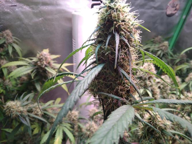 Cheesy Landrace GHSeeds. Week 14