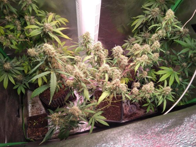 Cheesy Landrace GHSeeds. Week 14