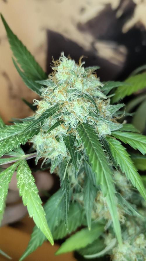 White Cheese.. Sensi seeds. Week 13