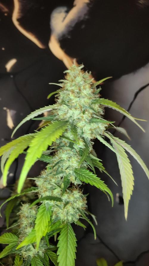 White Cheese.. Sensi seeds. Week 13