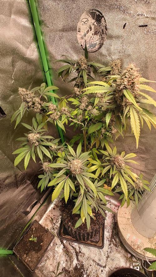 White Cheese.. Sensi seeds. Week 13